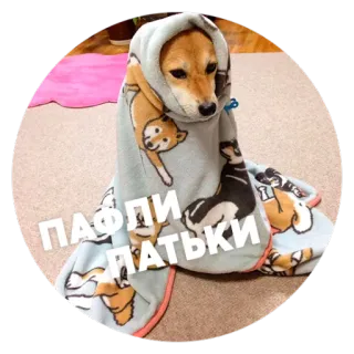 😴 ef63bea9 ПАФЛИ ПАТЬКИ собака, плед, милый, животное, питомец, шиба ину telegram sticker