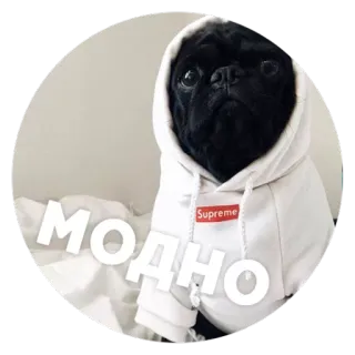 ☺️ efa748fa Модно собака, мопс, мода, одежда, русский telegram sticker