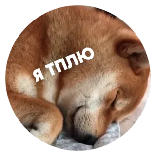 😴 f2bdeeea Я тплю собака, спит, милый, мем telegram sticker