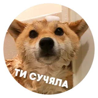 😠 f32aaec2 ТИ СУЧЯЛА собака, питомец, мем, корги, оскорбление, оскорбительный telegram sticker
