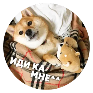 😚 fa5ca2fe ИДИ КА МНЕ ДА собака, милый, сиба ину, питомец, животное telegram sticker