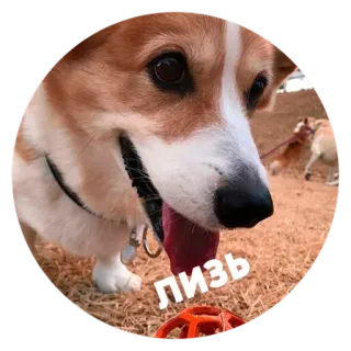 ☺️ fdee6094 Лизь собака, корги, питомец, животное, лизать, язык, игривый telegram sticker
