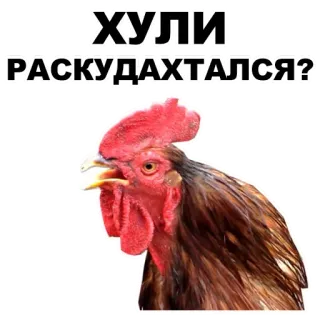🕴 08e382bb ХУЛИ РАСКУДАХТАЛСЯ? chicken, rooster, bird, animal telegram sticker