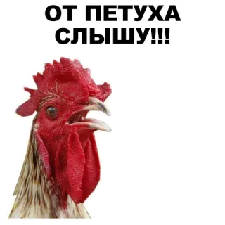 🤙 17fd862a ОТ ПЕТУХА СЛЫШУ!!! rooster, chicken, bird, animal, russian telegram sticker
