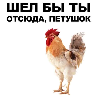 🤝 18c0b27d ШЕЛ БЫ ТЫ ОТСЮДА, ПЕТУШОК rooster, chicken, bird, insult telegram sticker