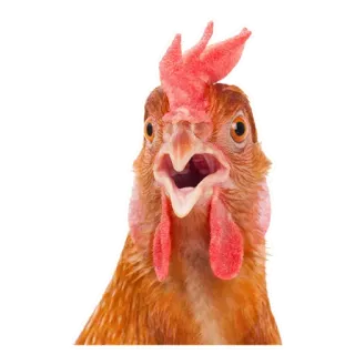 ✋️ 3a78ee5a chicken, rooster, poultry, farm, animal telegram sticker