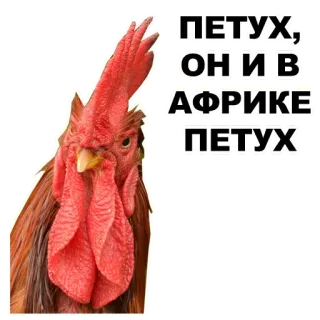 ✍️ 44258c74 ПЕТУХ, ОН И В АФРИКЕ ПЕТУХ chicken, bird, rooster, animal, farm telegram sticker