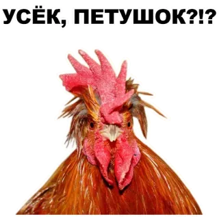 ☝️ 5230bdfb УСЁК, ПЕТУШОК?! chicken, rooster, bird, animal, poultry telegram sticker