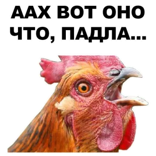 🤜 53503c7b ААХ ВОТ ОНО ЧТО, ПАДЛА... rooster, chicken, slang, russian, bird, animal telegram sticker