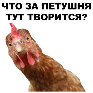 ☝️ 644be78c ЧТО ЗА ПЕТУШНЯ ТУТ ТВОРИТСЯ? chicken, angry, bird, rooster, offensive, russian telegram sticker