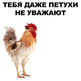 ✌️ 780f3380 ТЕБЯ ДАЖЕ ПЕТУХИ НЕ УВАЖАЮТ rooster, bird, animal, insult telegram sticker