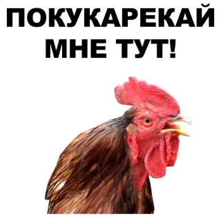 🏃 931bd8af ПОКУКАРЕКАЙ МНЕ ТУТ! rooster, chicken, animal, bird telegram sticker