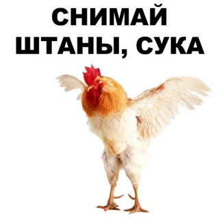 ✌️ ad4de344 СНИМАЙ ШТАНЫ, СУКА animal, bird, rooster, offensive telegram sticker