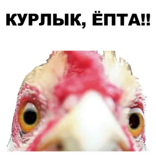 🙀 b4a201e8 КУРЛЫК, ЁПТА!! chicken, bird, animal, funny, meme telegram sticker