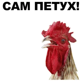✋️ b59b74b4 САМ ПЕТУХ! rooster, offensive, insult, chicken, bird telegram sticker