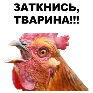 👇 c363abc7 ЗАТКНИСЬ, ТВАРИНА!!! chicken, rooster, angry, insult, animal telegram sticker