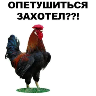 ✋️ d70a8694 ОПЕТУШИТЬСЯ ЗАХОТЕЛ???! rooster, chicken, bird, animal, farm telegram sticker