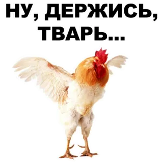 🤘 ee587ec6 НУ, ДЕРЖИСЬ, ТВАРЬ... chicken, animal, bird, offensive, russian telegram sticker