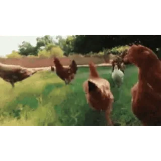 Петухи 🐔 @freetopsticker telegram stickers