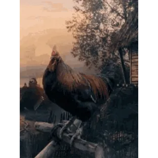 Петухи 🐔 @freetopsticker telegram stickers