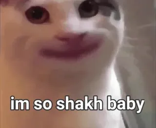 😐 1a7f55c0 im so shakh baby kat, meme, grappig, dier, Shakh Baby telegram sticker