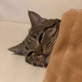 😐 55313529 kat, huisdier, dier, schattig, katachtig, slaperig, ontspannen telegram sticker