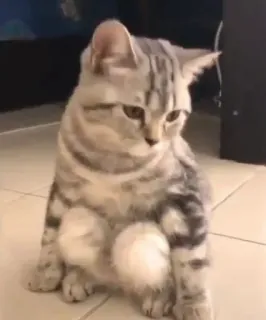 😐 582f43a3 kat, kitten, huisdier, schattig, dier, huisdier telegram sticker