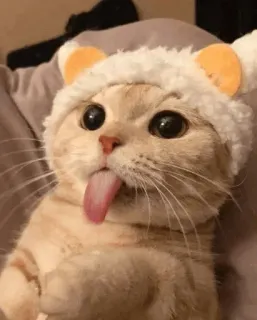 😝 5dda7d58 kat, kitten, schattig, dier, huisdier, grappig, tong, hoed telegram sticker