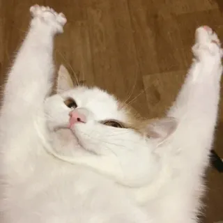 😐 5df6c990 kat, schattig, grappig, dieren, huisdieren, huisdier, witte kat telegram sticker