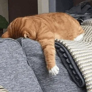 😭 5eb3e861 kat, slapen, oranje kat, huisdier, lui, bank, dutje telegram sticker