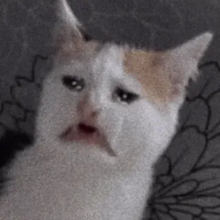 ☹️ 9a9886aa kat, verdrietig, meme, dier, schattig, boos, huilen telegram sticker