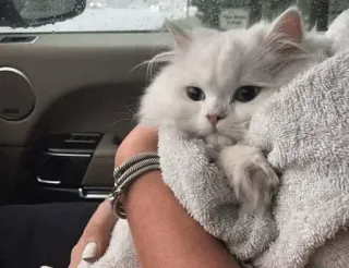 😐 aabfe43d kat, witte kat, huisdier, dier, pers, fluffy, schattig, huiskat telegram sticker