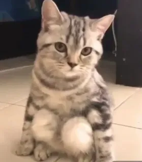 😐 ce658996 kat, kitten, dier, huisdier, schattig, huiskat telegram sticker