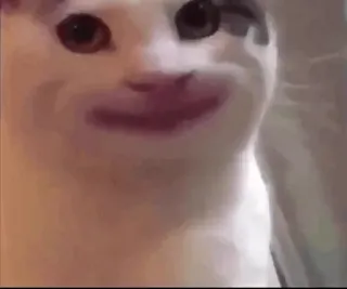 😐 eb7c891d kat, meme, grappig, dier, huisdier, beluga kat telegram sticker