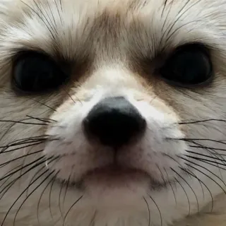 😡 029513ed Fennek, Vos, Dier, Wilde dieren, Schattig, Woestijnvos telegram sticker