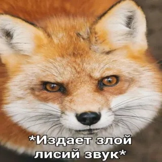 😠 21e48621 *Издает злой лисий звук* vos, boos, dier, meme, russisch telegram sticker