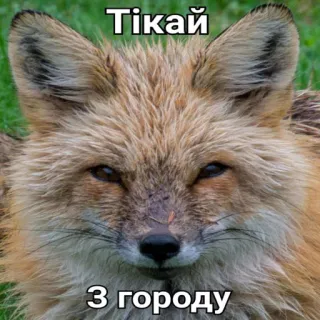 👣 31dbff9e Тікай
З городу vos, dier, meme, rennen, ontsnappen, oekraïens telegram sticker