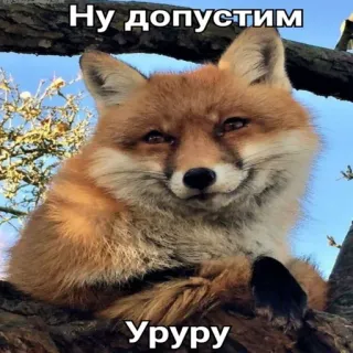 😶 4b71dc59 Ну допустим
Уруру vos, dier, meme, grappig, russisch, tekst, schattig, wilde dieren telegram sticker