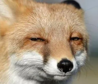 🫤 51b693ee vos, dier, meme, zelfgenoegzaam, grappig, sluw telegram sticker