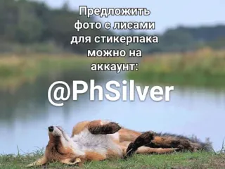 🙂 6efccb09 Предложить фото с лисами для стикерпака можно на аккаунт: @PhSilver vos, dieren, natuur, stickerset, verzoek, fotografie telegram sticker