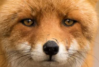 😔 754d922a vos, dier, wildlife, natuur, zoogdier, rode vos, close-up telegram sticker