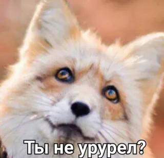 🧐 7a367630 Ты не урурел? vos, dier, meme, russisch, vraag, uitdrukking, schattig telegram sticker