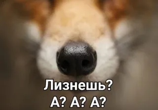 👅 81fc6c1f Лизнешь?
А? А? А? hond, neus, russisch, vraag, dier, huisdier, schattig telegram sticker