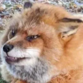 👺 88c2213b vos, dier, meme, grappig, wilde dieren, uitdrukking telegram sticker