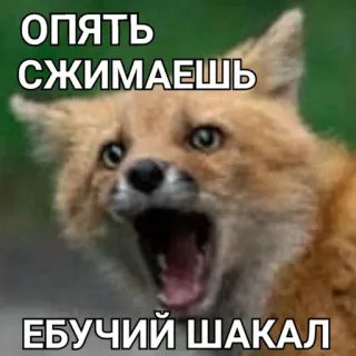 🤚 890c2a62 ОПЯТЬ СЖИМАЕШЬ
ЕБУЧИЙ ШАКАЛ vos, dier, meme, boos, aanstootgevend, vloeken telegram sticker