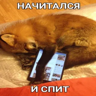 😴 8a99ce95 НАЧИТАЛСЯ И СПИТ vos, lezen, tablet, slapen, dier, grappig telegram sticker