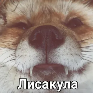 🧛 8eef3970 Лисакула vos, dier, grappig, meme, vossengezicht, wilde dieren telegram sticker