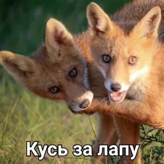 🥈 9fb1b311 Кусь за лапу vossen, vos, dier, wildlife, zoogdier, schattig telegram sticker