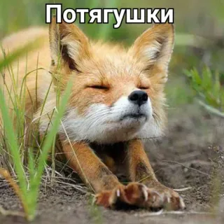 💪 a98d1573 Потягушки vos, schattig, dier, rekken, russisch, meme telegram sticker