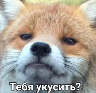 🤔 b2be97e5 Тебя укусить? vos, dier, meme, vraag, bijten telegram sticker
